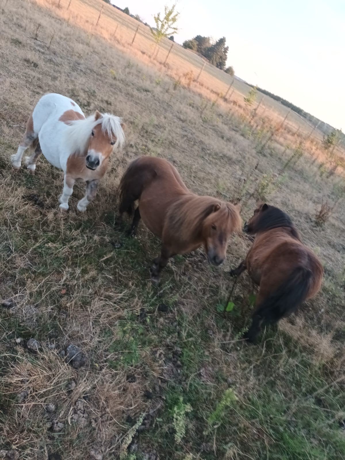 Weide gezocht voor 3 schetlanders  te Rillaar/Aarschot, Dieren en Toebehoren, M