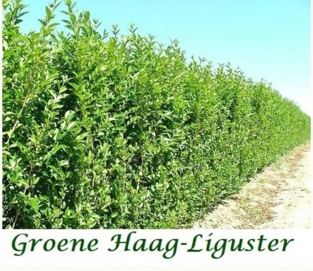 VANAF NOVEMBER: GROENE HAAGLIGUSTER, OOK GROTE MATEN!, Tuin en Terras, Ophalen, Liguster, Haag, 100 tot 250 cm