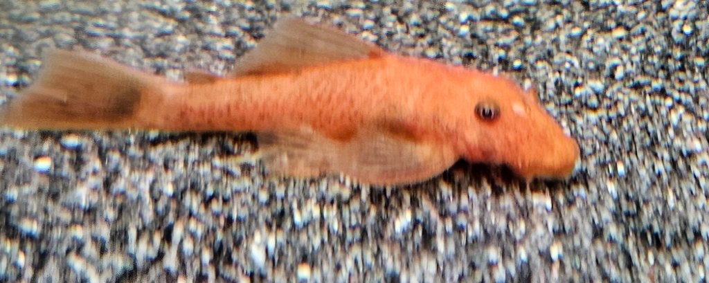 Shortfin rouge Ancistrussen, Animaux & Accessoires, Poisson, Poisson d'eau douce