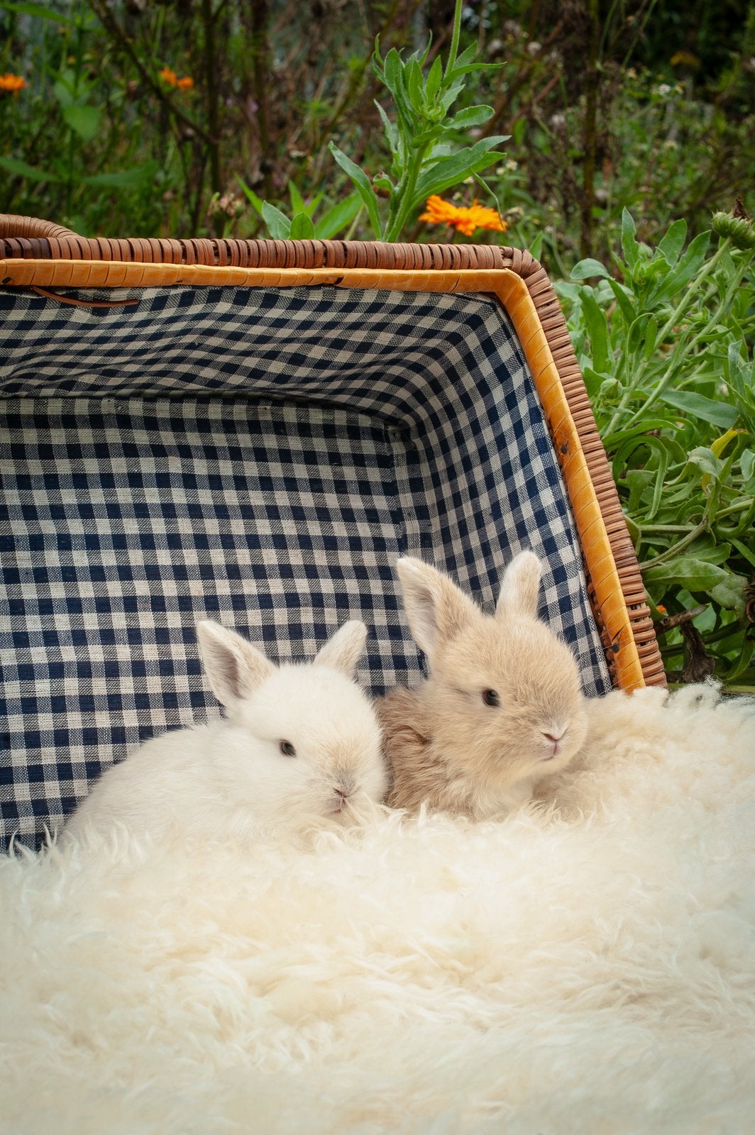 Dwergkonijntjes te koop, Dieren en Toebehoren, Hangoor