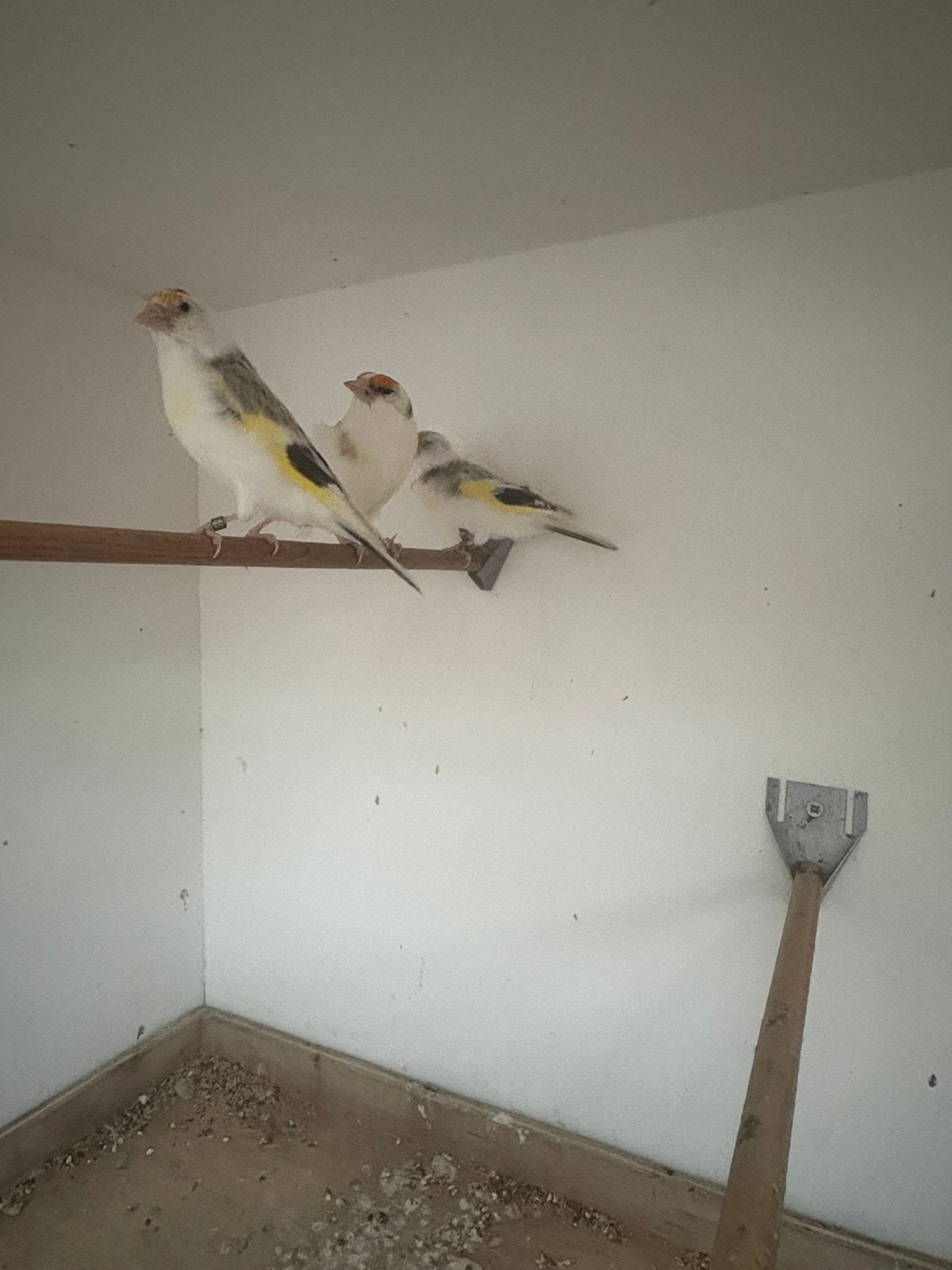 Beaux chardonnerets à vendre