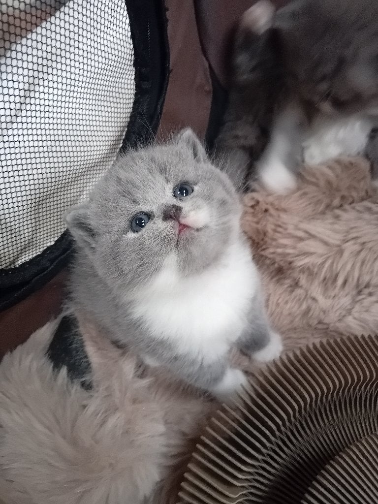 Brits Korthaar/Langhaar kitten, Animaux & Accessoires, Chat, Avec puce électronique, 0 à 2 ans
