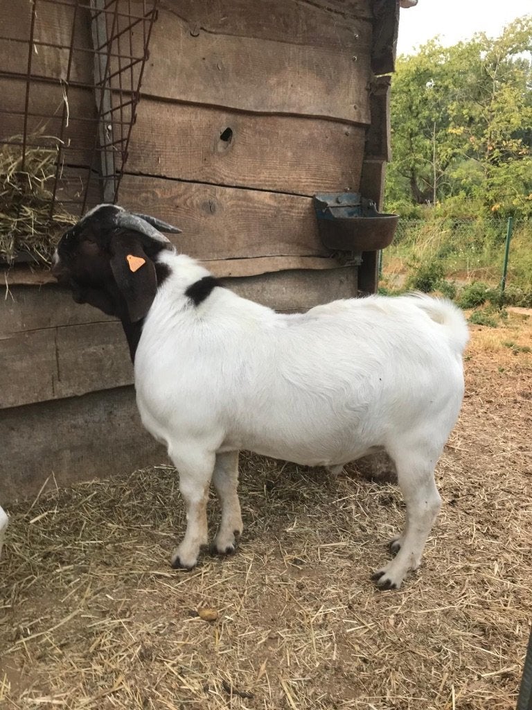 Boergeiten en bokken, Meerdere dieren, Geit, 0 tot 2 jaar