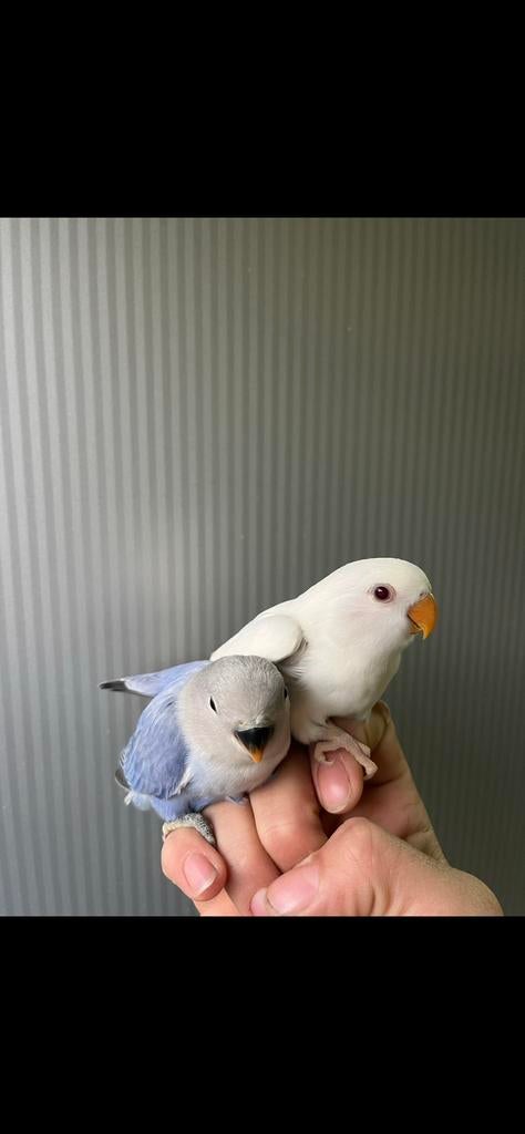 Handtamme dwergpapegaaien / agaporniden, Dieren en Toebehoren, Vogels | Parkieten en Papegaaien, Dwergpapegaai of Agapornis, Geslacht onbekend