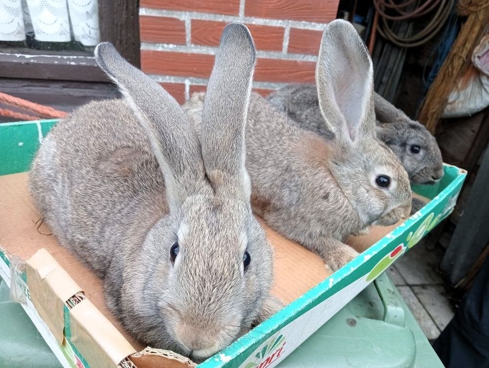 jonge konijnen: Vlaamse reus, Animaux & Accessoires, Grand