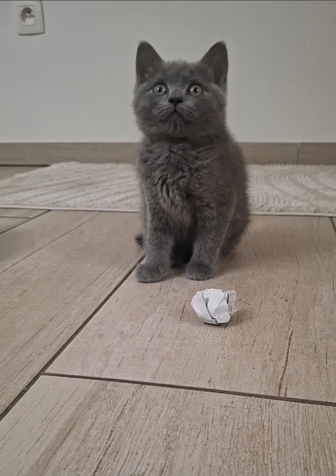 Britse kothaar kittens nog 2 blauw / 1 lilac, Dieren en Toebehoren, Katten en Kittens | Raskatten | Korthaar, Meerdere dieren