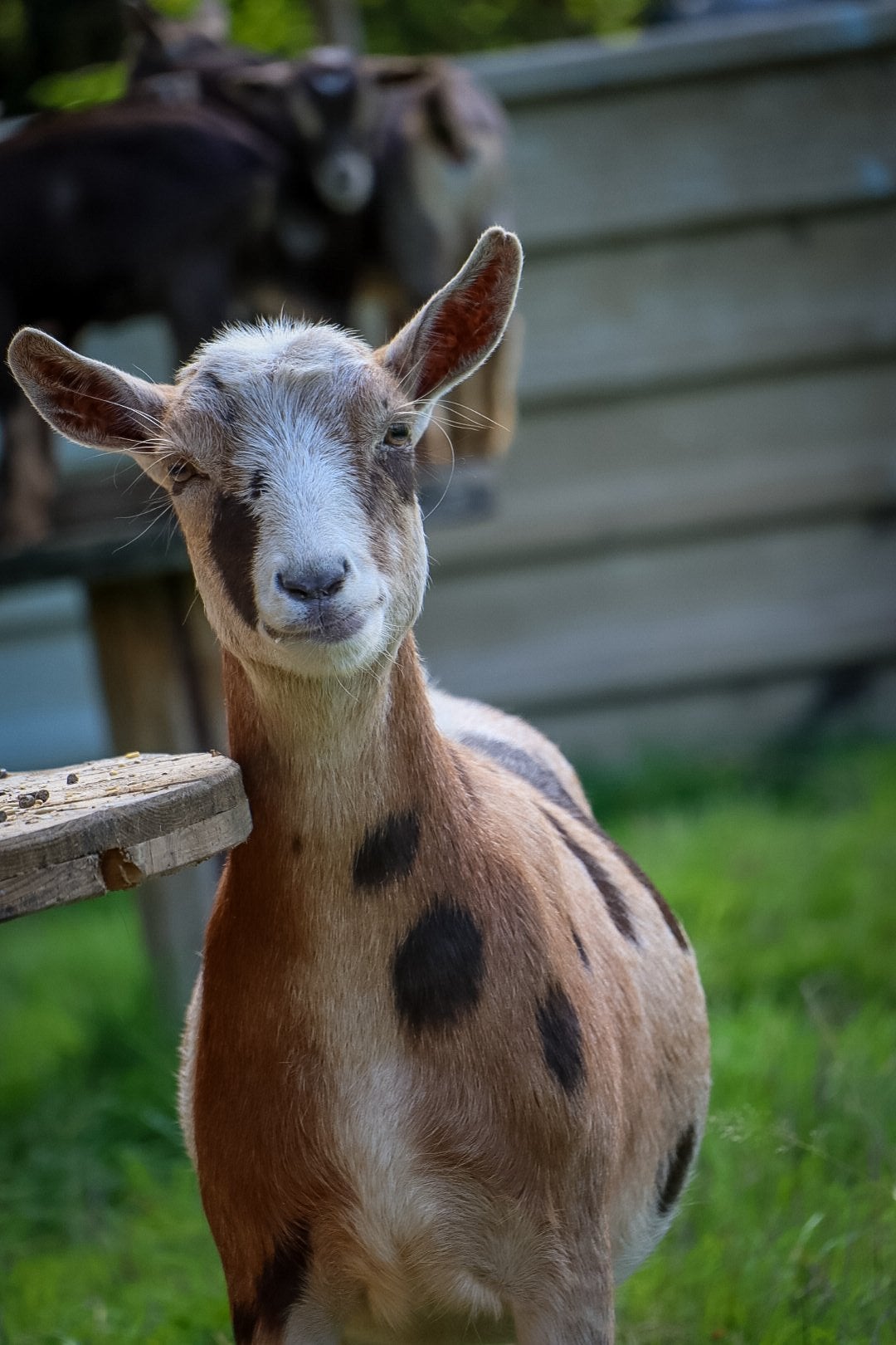 Prachtige Mieke met maanvlekken, Animaux & Accessoires