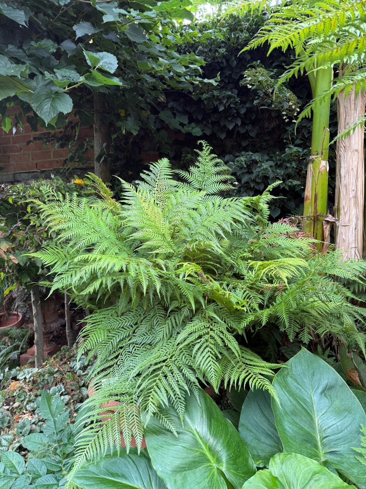 Boomvaren, Dicksonia sellowiana, Tuin en Terras, Ophalen