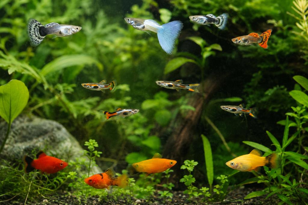 Wie heeft er aquarium visjes te veel?, Dieren en Toebehoren, Vissen | Aquariumvissen