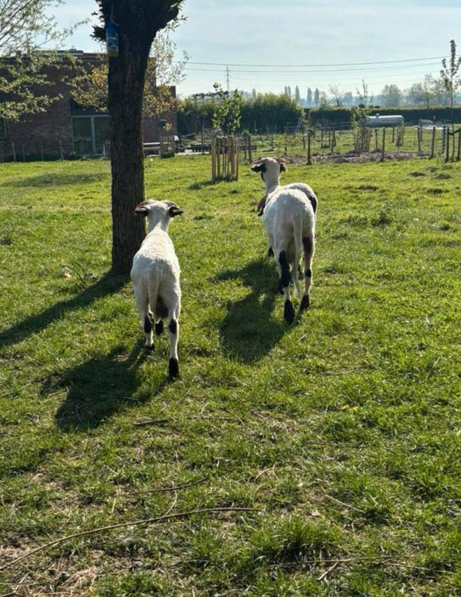 Scheren van schapen alpaca’s en lama’s, Dieren en Toebehoren, Schapen, Geiten en Varkens