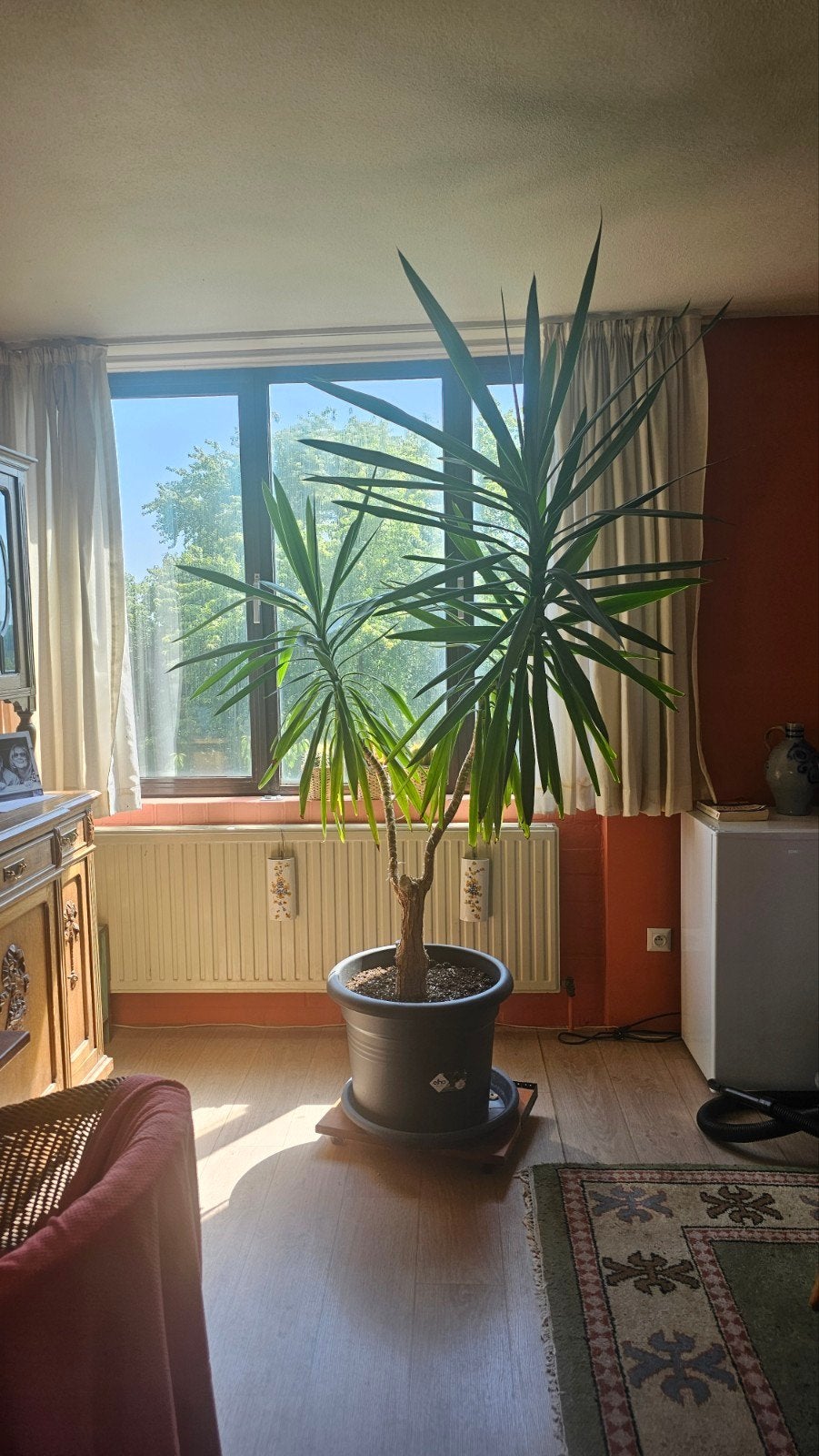 Prachtige grote Yucca, Maison & Meubles, Plantes d'intérieur, Enlèvement, Yucca
