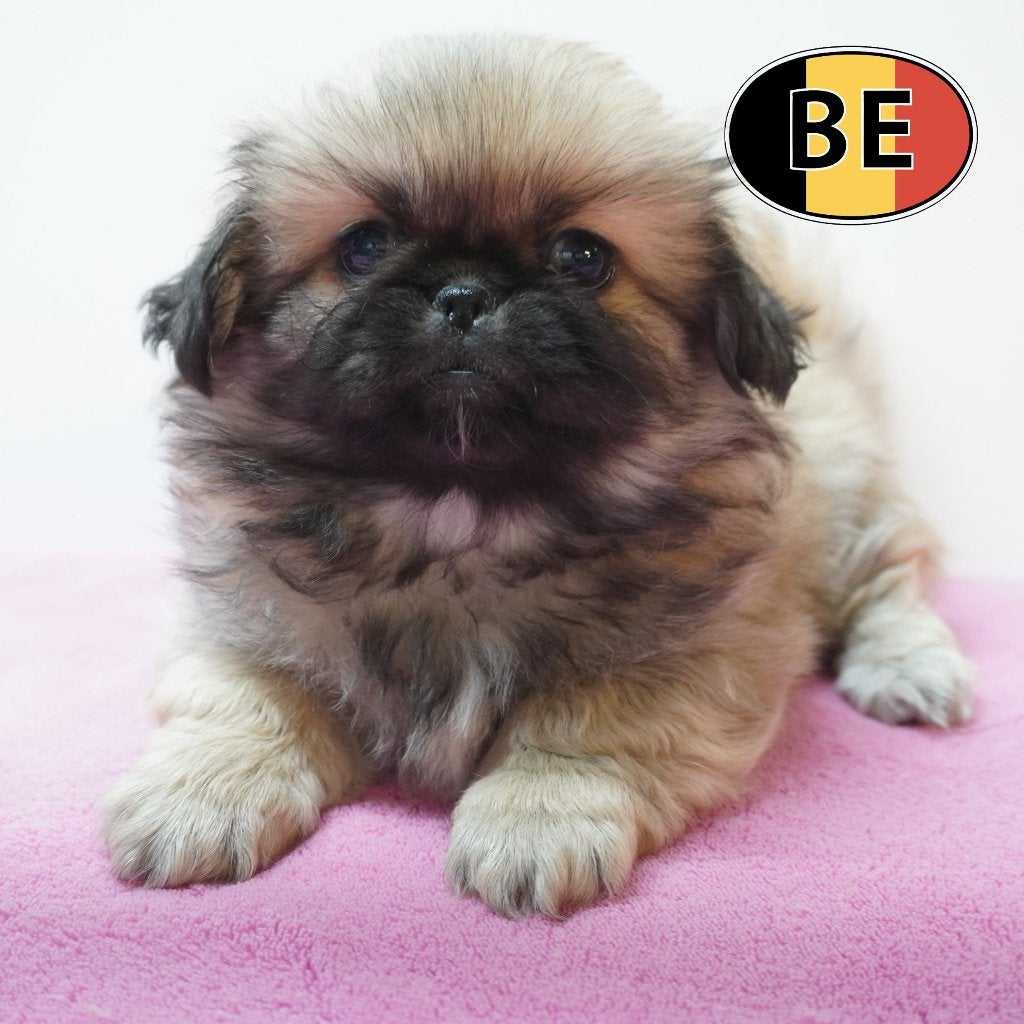 Schattige Pekingees pups te koop (Belgisch), België, Handelaar, CDV (hondenziekte), 8 tot 15 weken