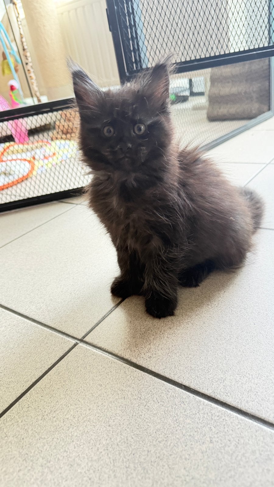 Prachtige Maine Coon katerje (polydactyl), Dieren en Toebehoren, Katten en Kittens | Raskatten | Langhaar, Kater, Gechipt, 0 tot 2 jaar