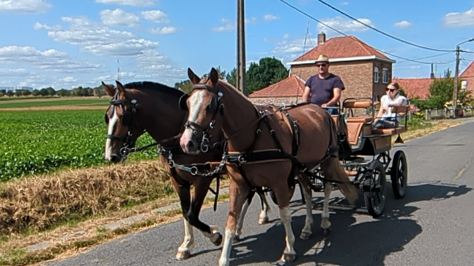 Franche montagne 4 ans, Animaux & Accessoires, Chevaux, Débourré, Moins de 160 cm, Cheval d'attelage, 3 à 6 ans