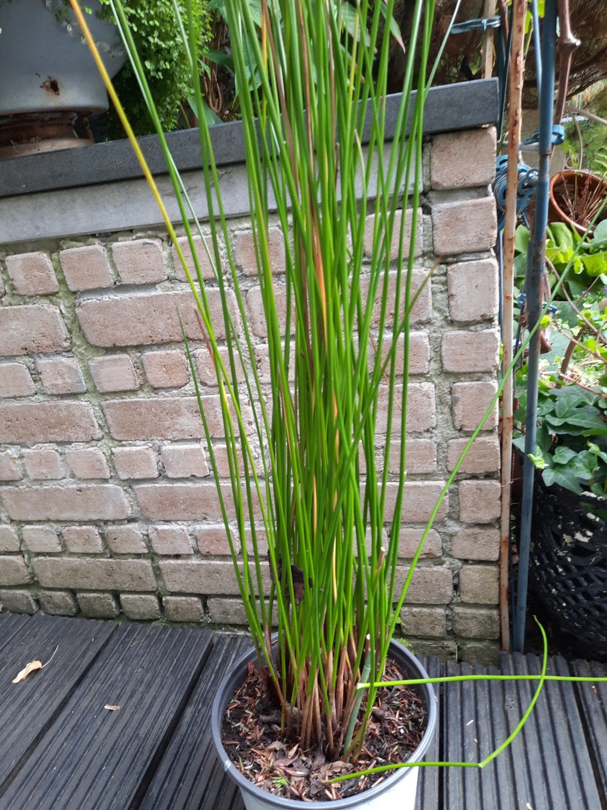 Vijverplant waterkastanje genoemd buisvormige stengels blijf, Ophalen, Winter