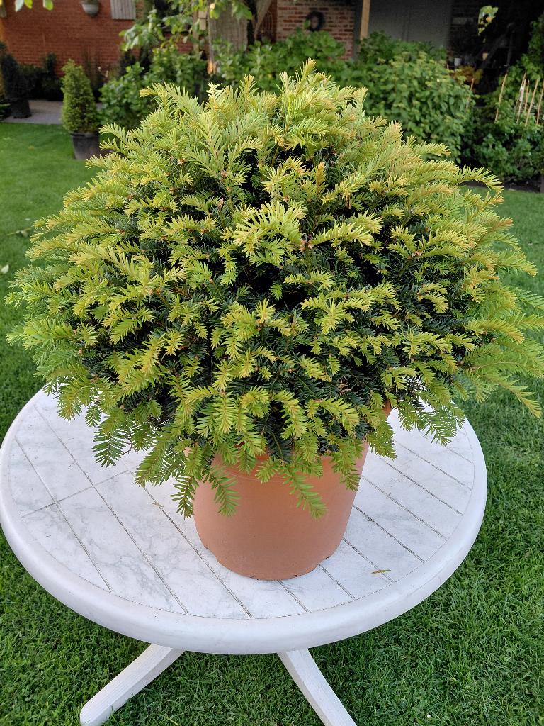 Taxus Baccata bollen, Tuin en Terras, Ophalen, Taxus