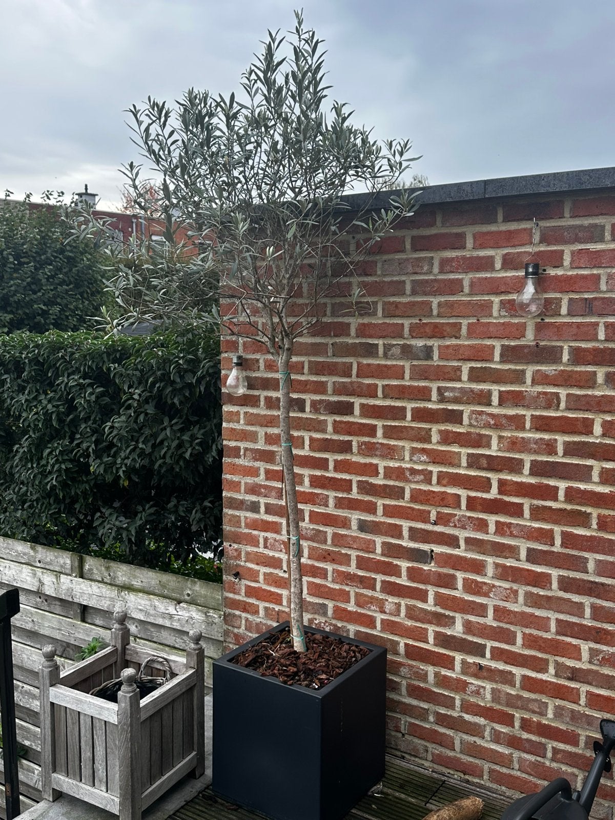 Olijboom - ideaal voor tuin of terras, Ophalen, Olijfboom