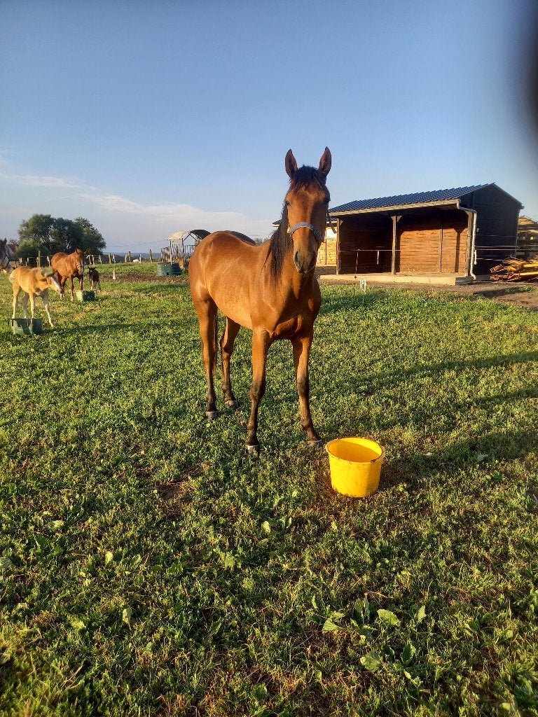 Hongre, Débourré, 160 à 165 cm, 0 à 2 ans, Cheval de récréation