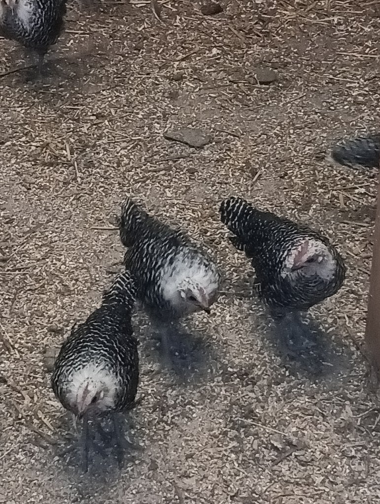 Zilverbrakels geringd, Meerdere dieren, Kip
