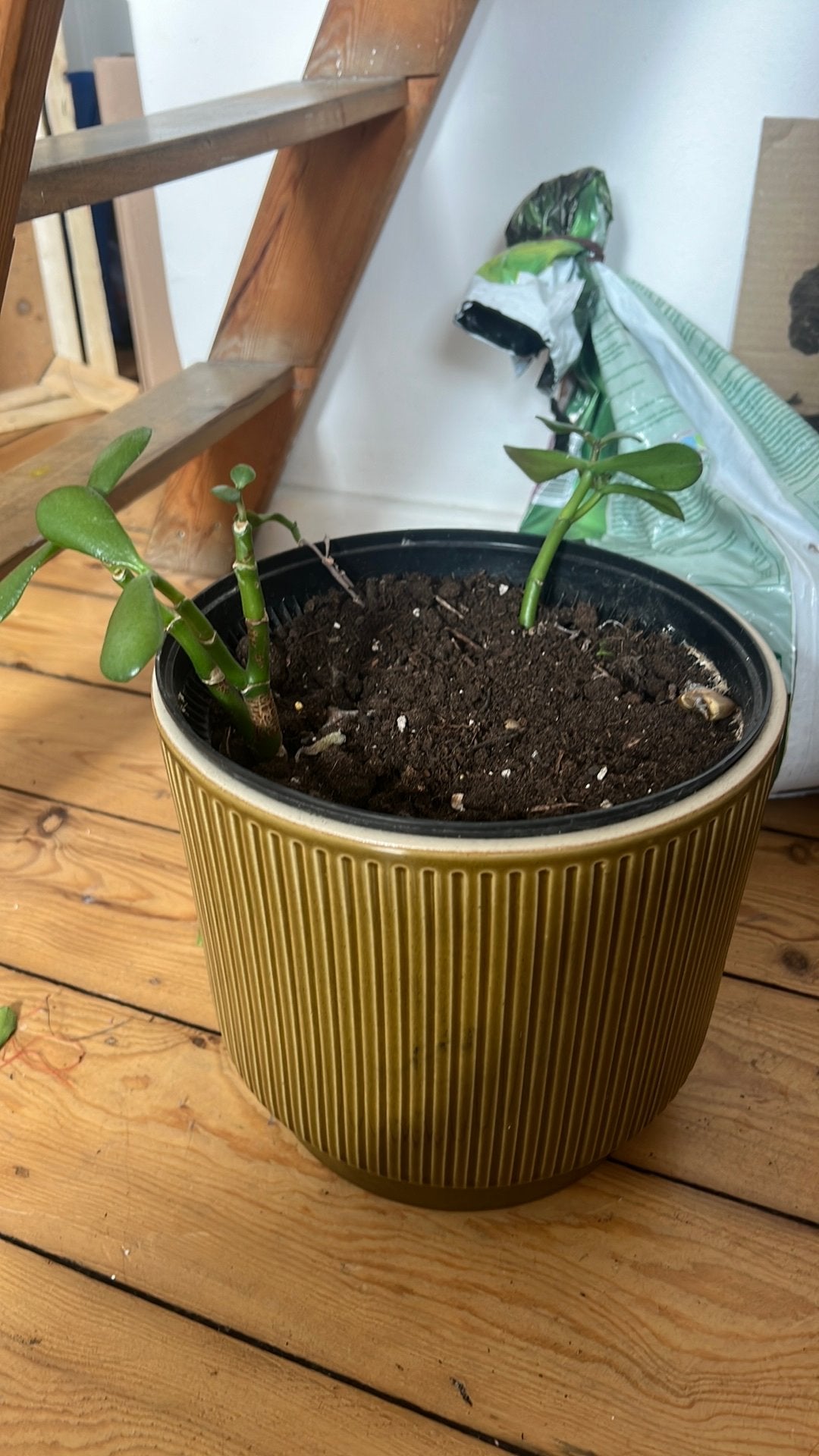 ikea plant pot and plant, Enlèvement