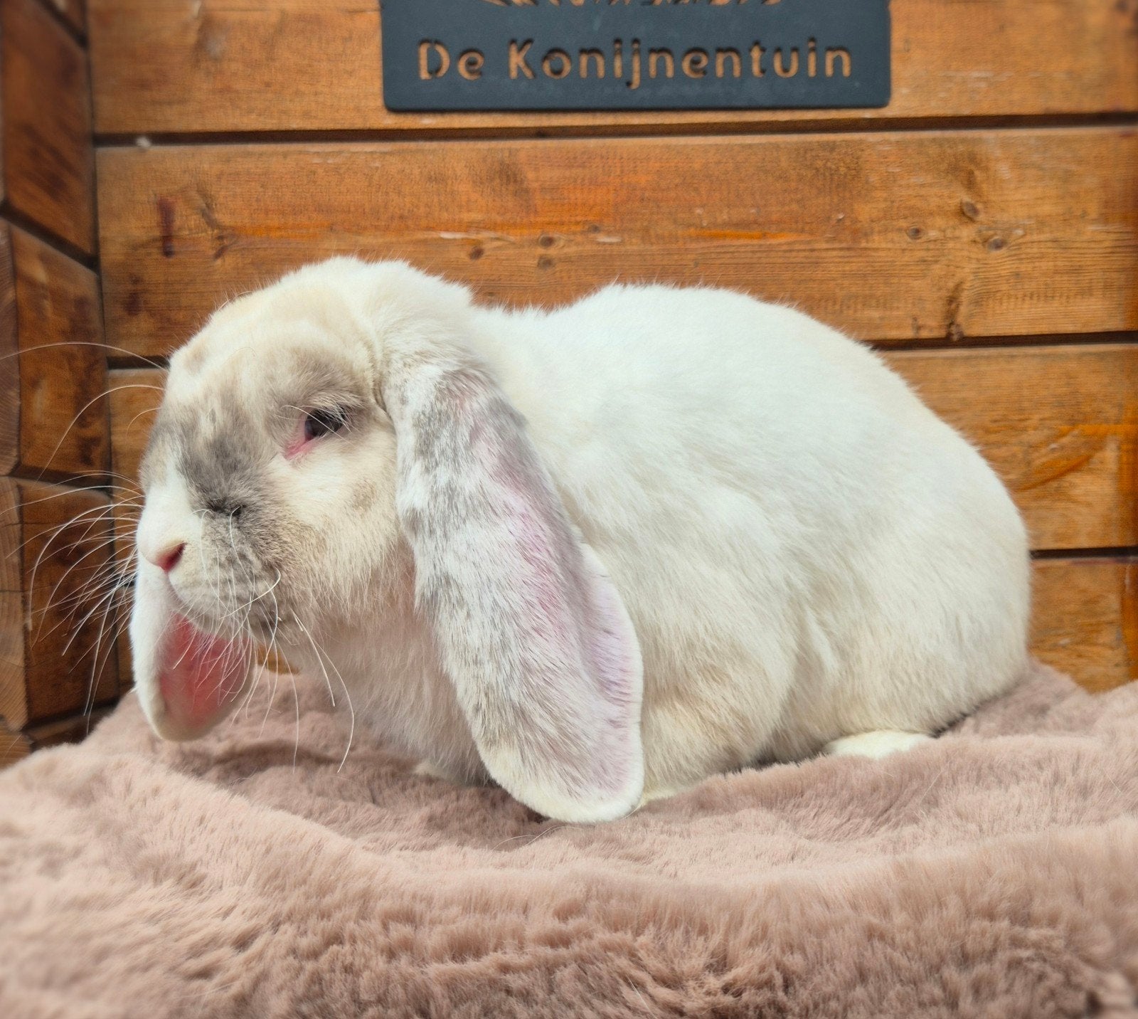 Raszuivere franse hangoor ram, Dieren en Toebehoren, Konijnen, Hangoor