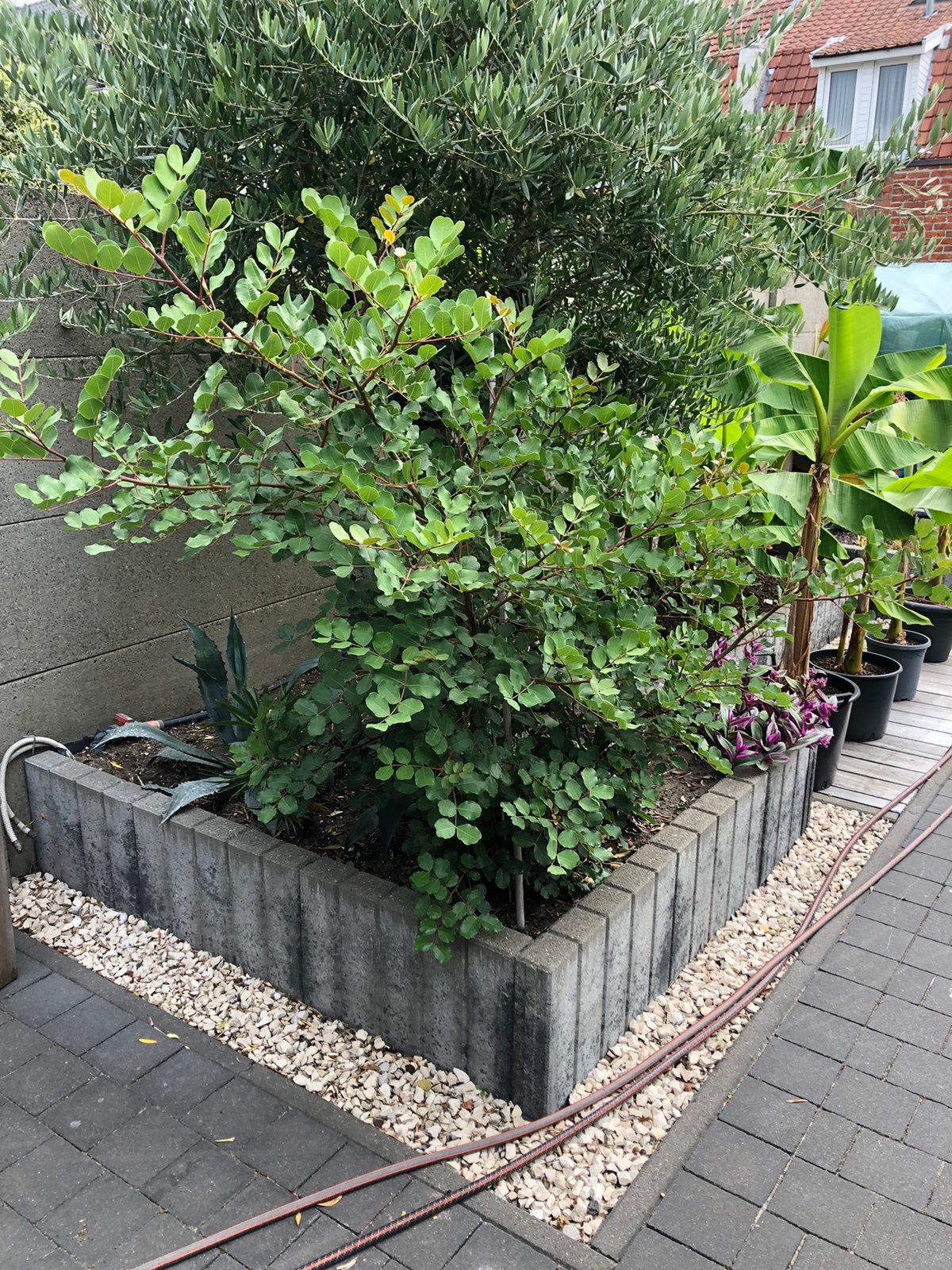 Johannesbroodboom, Jardin & Terrasse, Plantes | Arbres, Enlèvement