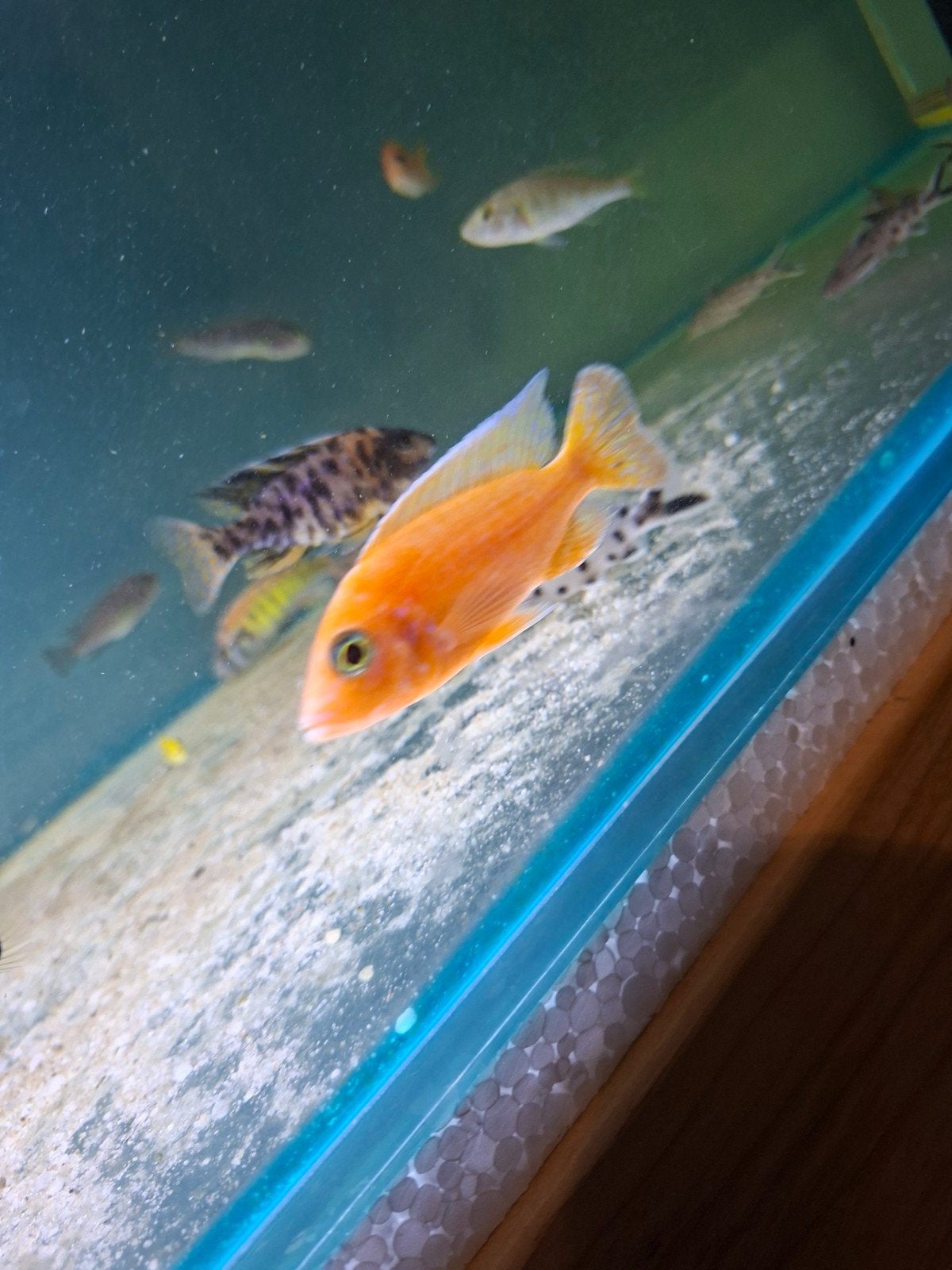 cichlides malawi plusieurs especes  disponibles, Dieren en Toebehoren