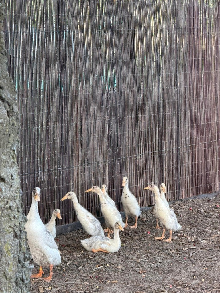Witte loopeendjes, Dieren en Toebehoren, Pluimvee, Meerdere dieren, Eend