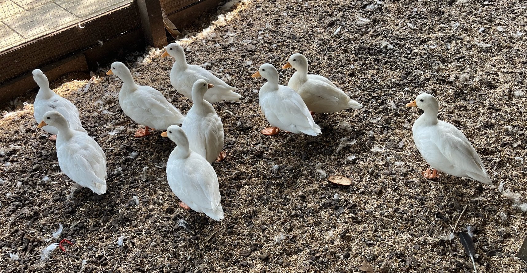 Hollandse witte Kwakers, Plusieurs animaux, Domestique