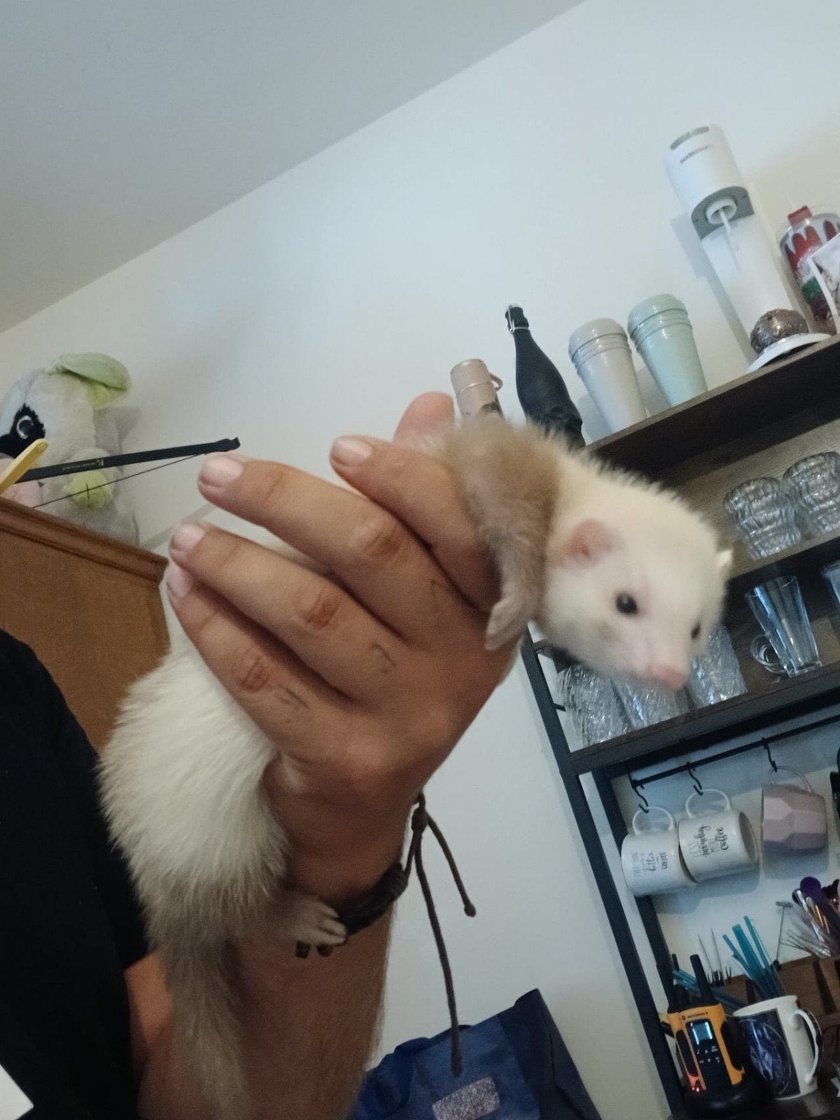 2 super lieve fretjes te koop, Dieren en Toebehoren, Konijnen, Meerdere dieren, 0 tot 2 jaar
