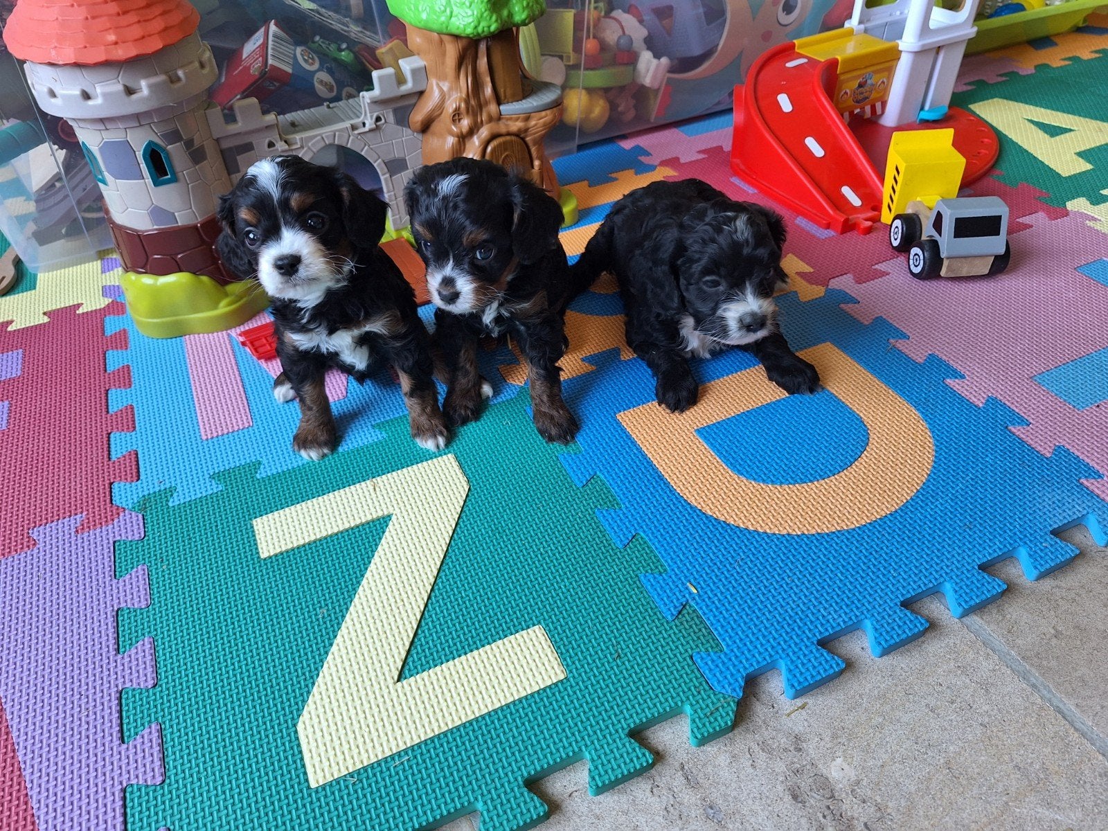 Cavapoo pups, Parvo, België, 8 tot 15 weken, Meerdere