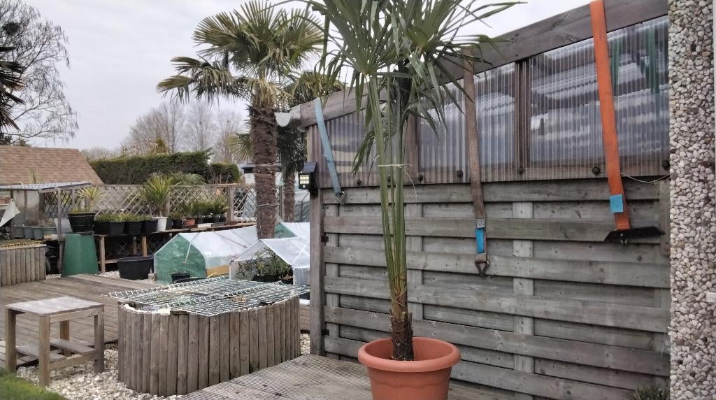 Trachycarpus-palm, Ophalen