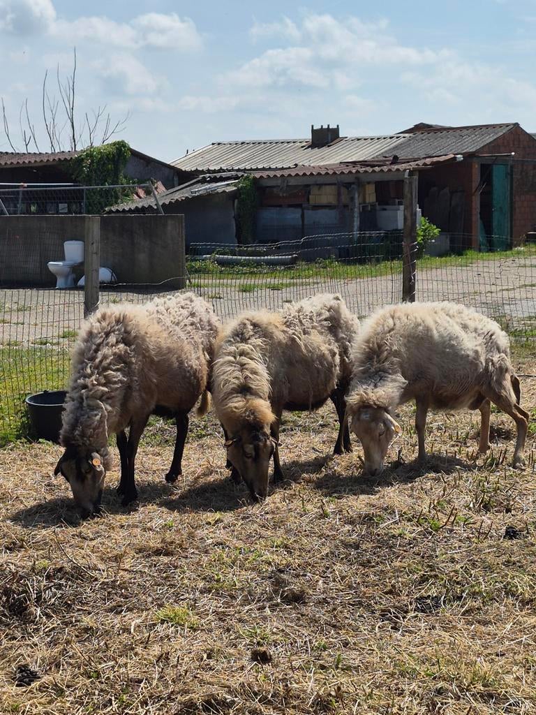 schapen, Meerdere dieren, Schaap, 3 tot 5 jaar