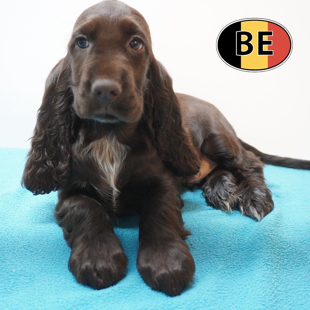 chiots Cocker Anglais - nés en Belgique, Commerçant, Maladie de Carré (chiens), Autres races, 8 à 15 semaines