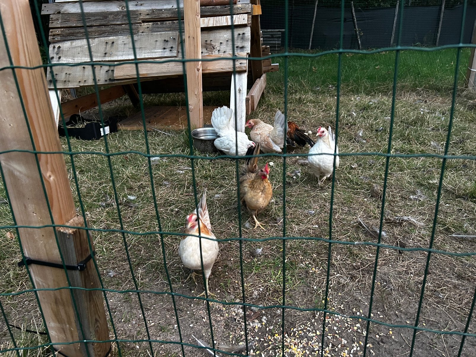 5 jonge kippen, Dieren en Toebehoren, Geslacht onbekend, Kip