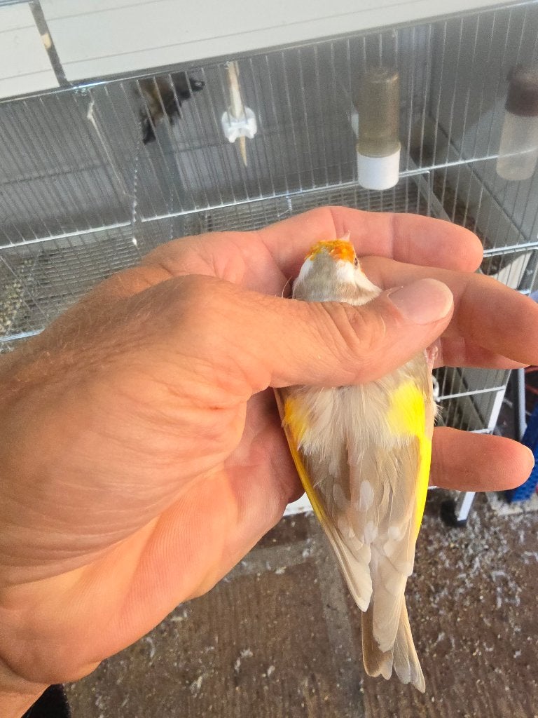 Kleine putters, Plusieurs animaux, Oiseau chanteur sauvage, Bagué