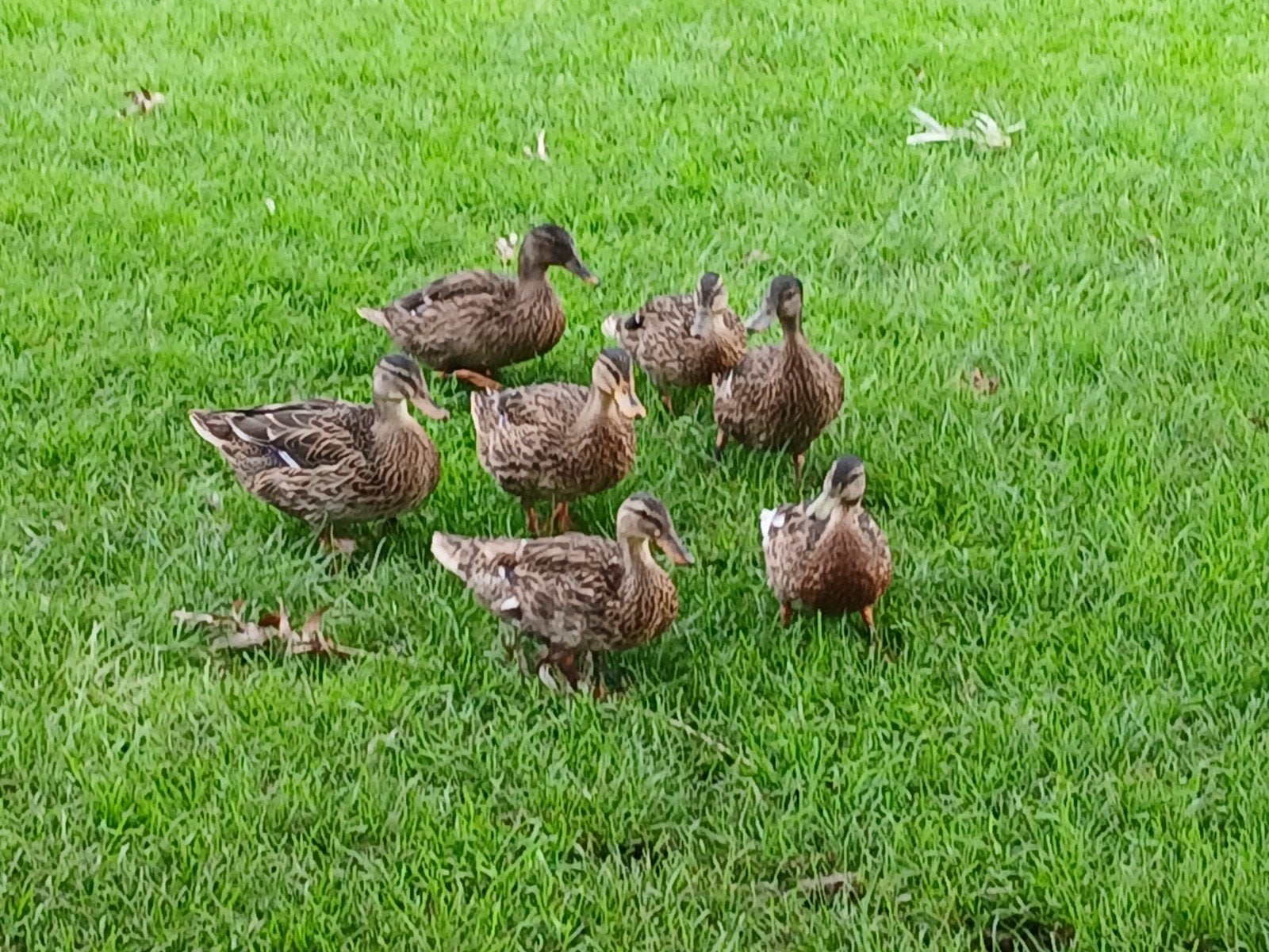 3   Wilde EENDEN TE KOOP, Dieren en Toebehoren, Pluimvee