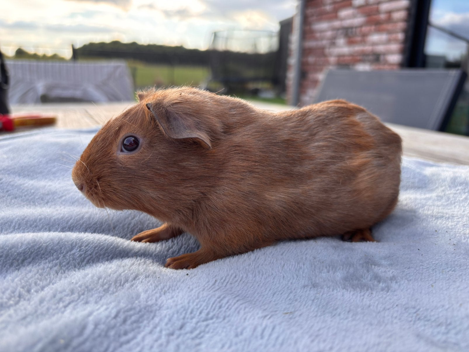 Lieve cavia’s, Dieren en Toebehoren, Knaagdieren, Juli, Meerdere dieren, Cavia