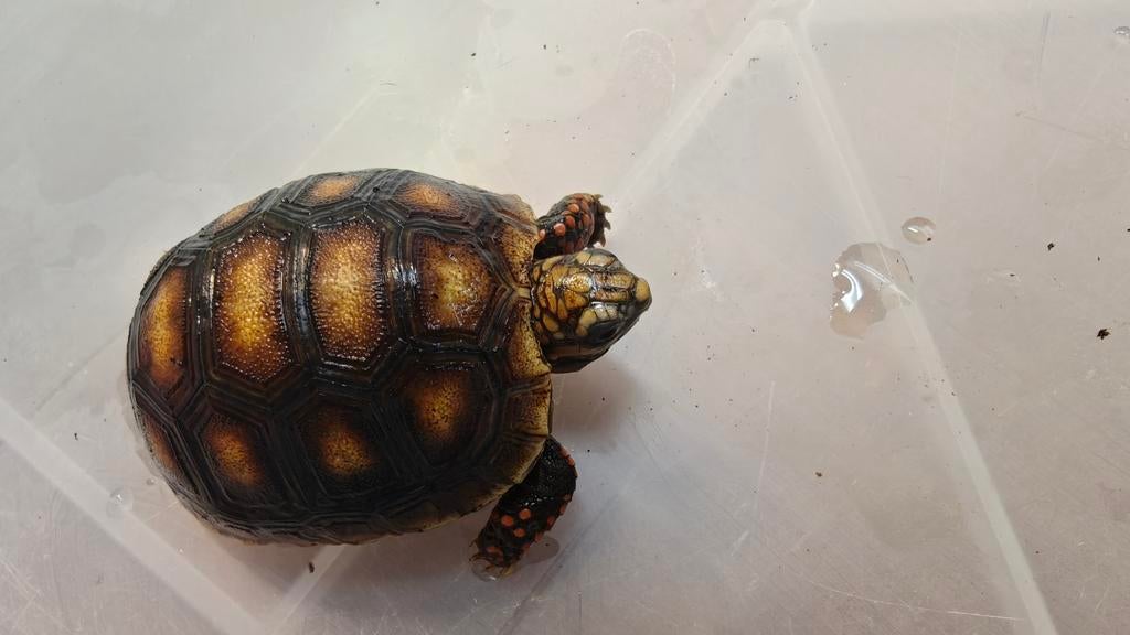 Nakweek carbonaria 2025, Dieren en Toebehoren