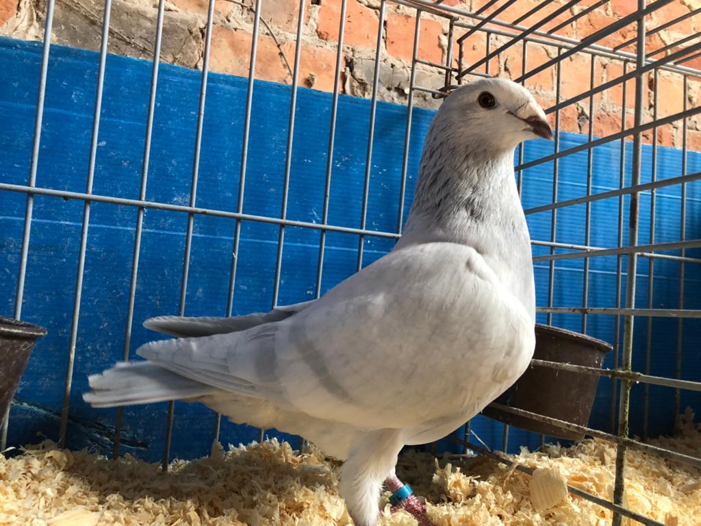 3 Tentoonstellingsreisduiven, Dieren en Toebehoren, Vogels | Duiven, Geslacht onbekend