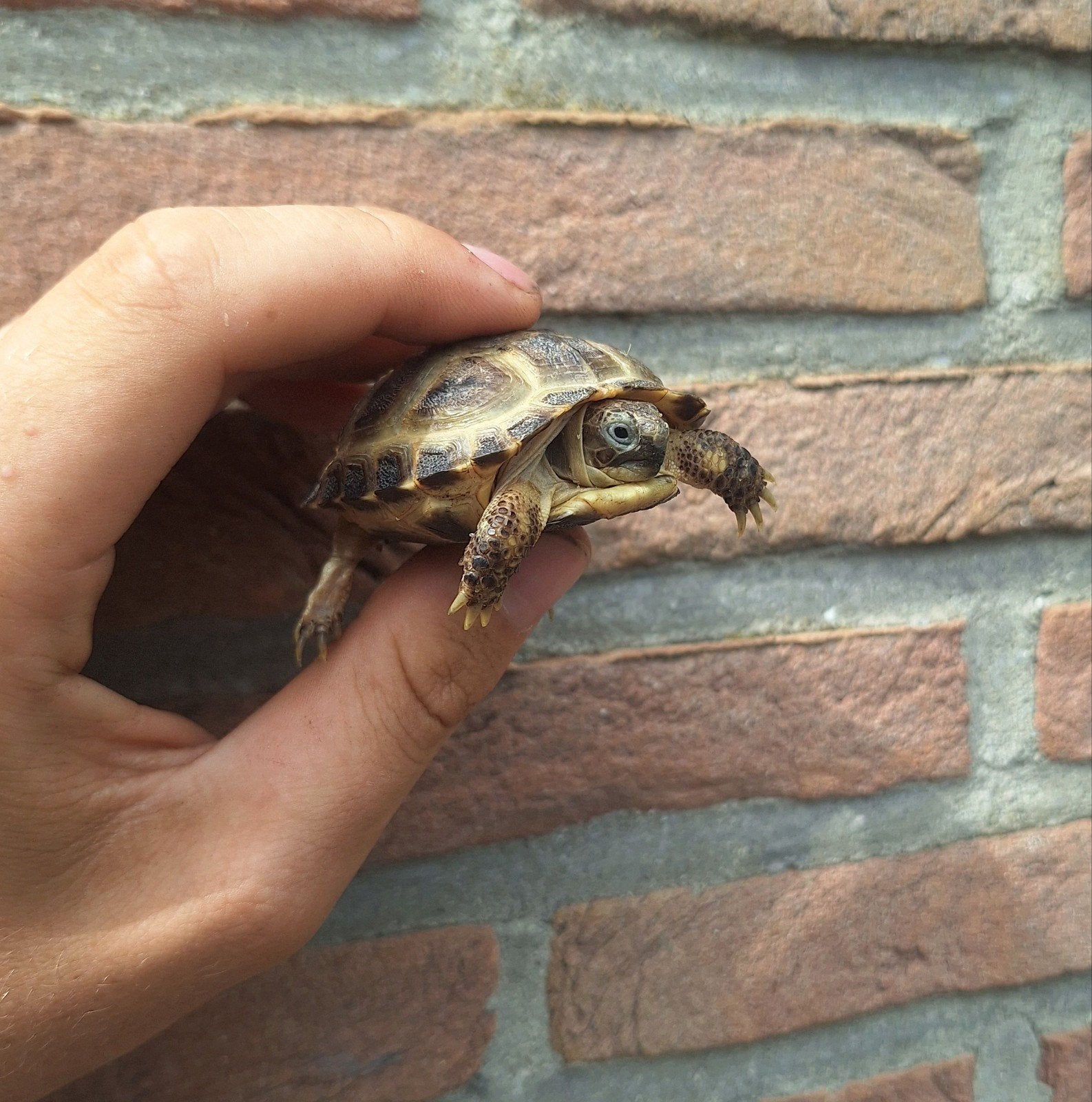 vierteenlandschildpadden, Animaux & Accessoires, Reptiles & Amphibiens, Tortue, Domestique
