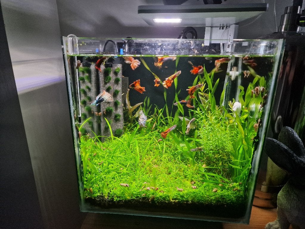 Aquarium complet Cubic 30L, Aquarium d'eau de mer rempli, Enlèvement, Utilisé, Superfish