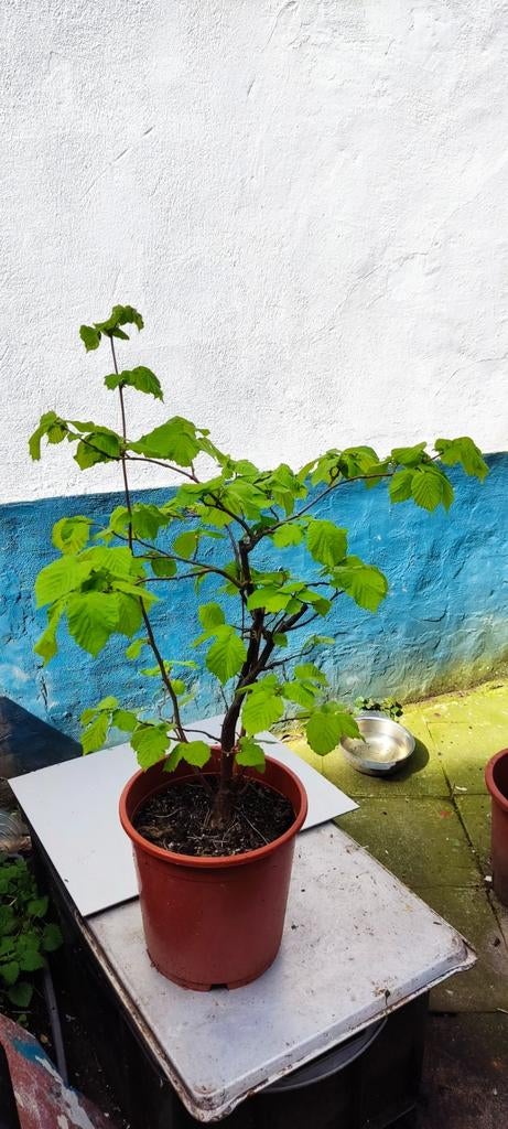 Hazelnoot zonder pot, Tuin en Terras, Ophalen