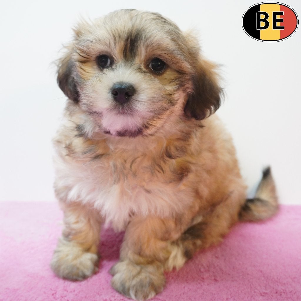 Bichon Havanais, chiots adorables et tout doux (belges), Commerçant, Maladie de Carré (chiens), Autres races, 8 à 15 semaines