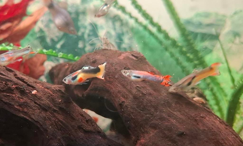 Jonge endler guppies, Dieren en Toebehoren, Vissen | Aquariumvissen