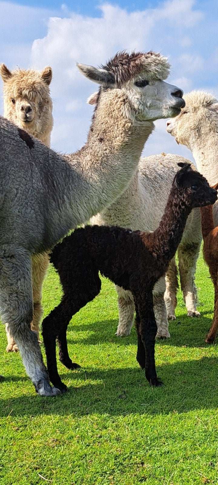 alpaca hengstje, Dieren en Toebehoren, Mei