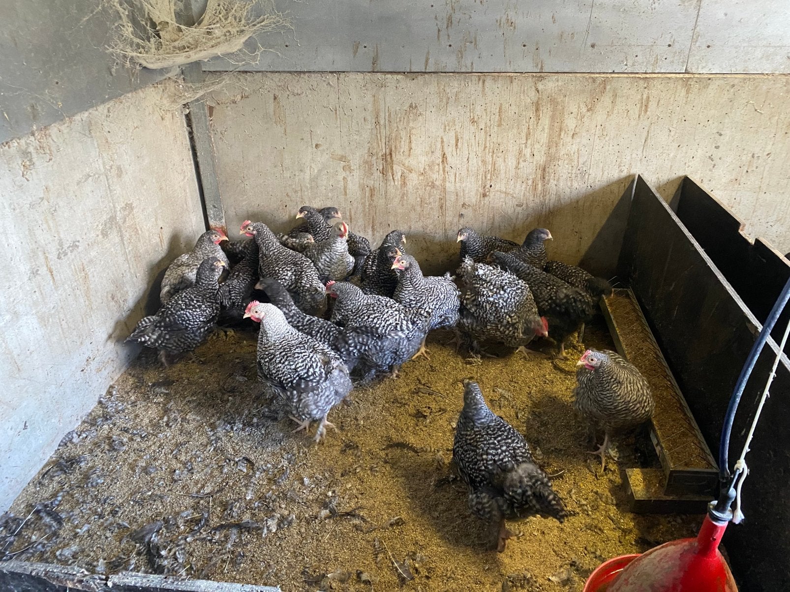Mechelse koekoek hennen en hanen te koop, Dieren en Toebehoren, Meerdere dieren, Kip