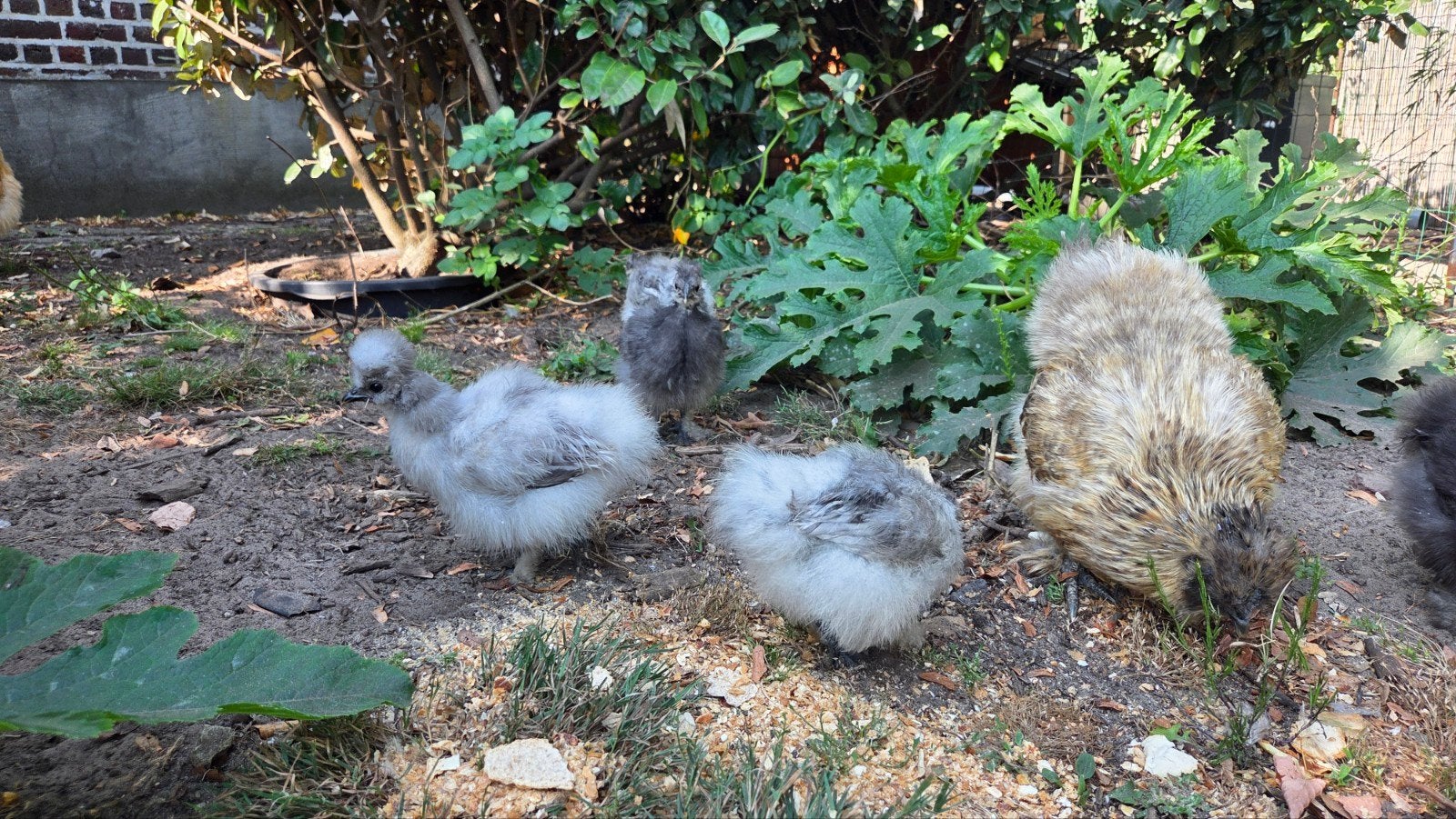 Zijdehoender hen-kuikens, Dieren en Toebehoren