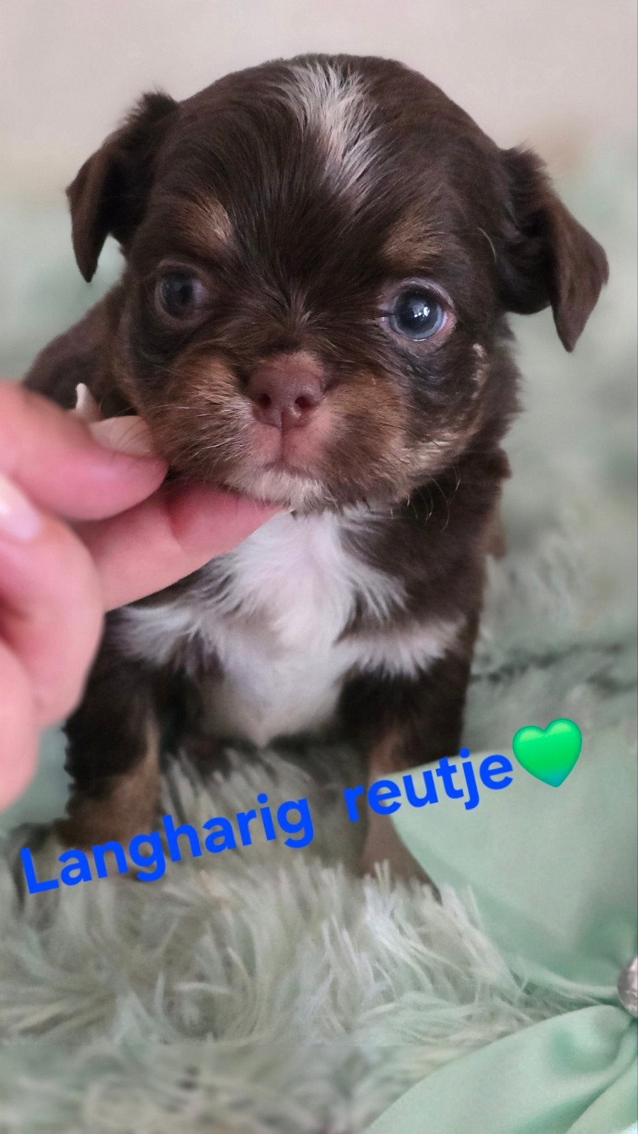 Prachtige langharig  en kortharige  chihuahua  🐶, Dieren en Toebehoren, Parvo, België, Fokker | Hobbymatig, 1 tot 2 jaar