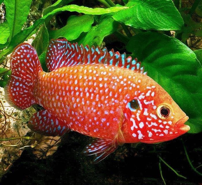 hemichromis bimaculatis, Dieren en Toebehoren, Vis, Zoetwatervis